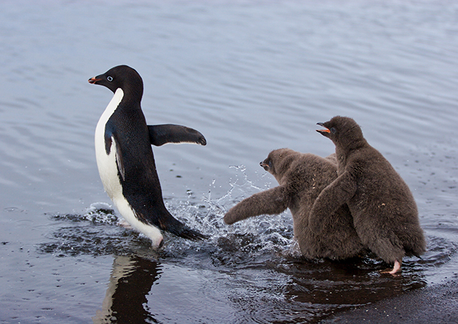 Adelie and two chicks Image