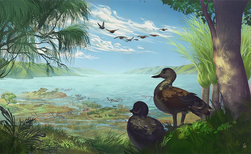 An artist's impression of Catriona's shelduck image