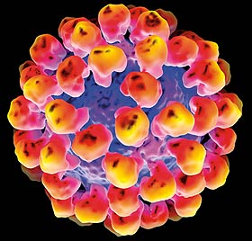 3D image representation of the rabbit haemorrhagic disease (RHD) virus-like particle