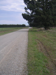 This country road on the Canterbury Plains has been offset a few metres in a dextral sense by slip on the fault that generated the earthquake