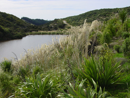 Native plantings on quartz-rich overburden beside the Main Lake, 2011. Vegetation on left side of the lake developed naturally during and after mining. Distant pine plantation is outside the mine site.