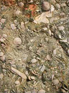 Close-up of the surface of a block of Kokoamu Greensand, showing abundant small brachiopods mostly under 10 mm across. Towards lower left is the incomplete large spine of a sea urchin. Fragments of smooth-shelled scallops are also present.