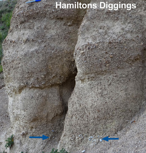 Young gravels (last 500 000 years) have been deposited on the slopes of the Rock & Pillar Range at Hamiltons Diggings. These young gravels were eroded from the actively rising slopes of the range, and consist of a combination of angular schist debris and rounded quartz pebbles (blue arrows) derived from the old quartz gravels. The presence of the rounded quartz pebbles is an important indicator of the potential presence of gold that has been recycled from the older gravels, and the outcrop in this photograph was created by sluicing activity during historic mining