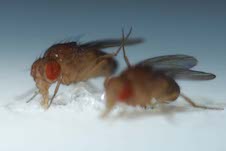 Flies-feeding