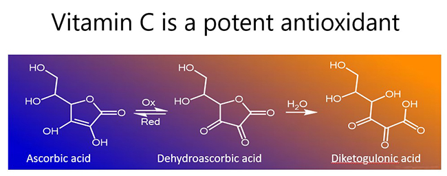 Vitamin C is a potent antioxidant