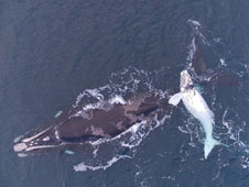 Southern right whales calf mum image