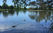 Victoria Lake at Hagley Park<br />Photo: Gabi Dachs