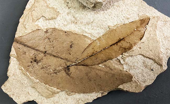 Fossil leaves collected from Foulden Marr