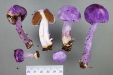 Picture of six specimens of purple pouch fungus.