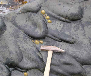 Flute casts in Paleozoic greywacke, County Down, Northern Ireland