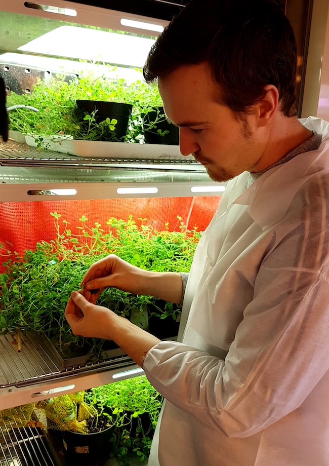 A scientist in a lab coat looking at a medicago plant in a laboratory.