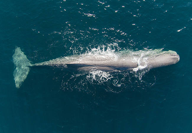 Male sperm whale Tiaki (guardian). Pic credit Marine Mammal Lab UoO image