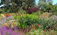 Some of the flowers on display at the Botanical Gardens in summer.<br />Photo: Rebecca Phibbs (2013)