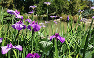 Irises overlooking one of the ponds in the Christchurch Botanic Gardens (2015)<br />Photo: Alice Milnes