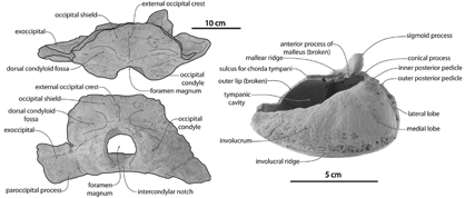 Labelled photographs of the skull (left) and tympanic bulla (right) of Tohoraata waitakiensis,<br/> from Boessenecker and Fordyce (2014)