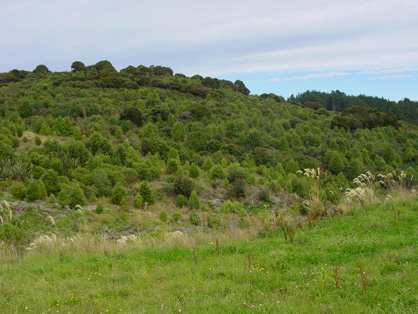 Native plantings on loess-covered hillside, 2011. Clusters of taller kanuka and manuka (dark green) are islands of vegetation that developed naturally before the current revegetation programme, and were preserved through the rehabilitation activities. Foreground grassland was established via hydroseedingon quartz rich overburden.