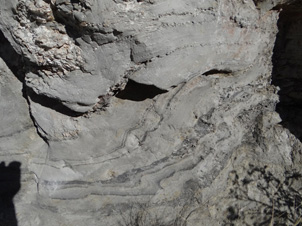 Clay-altered schist outcrop (1.5 metres high) immediately beneath gold-bearing Miocene quartz gravels at Pennyweight Hill alluvial gold mine. The swirly grey and black layers (lower half) are remnants of foliated and folded bedding in the schist. Paler materials in top half are metamorphic quartz veins.