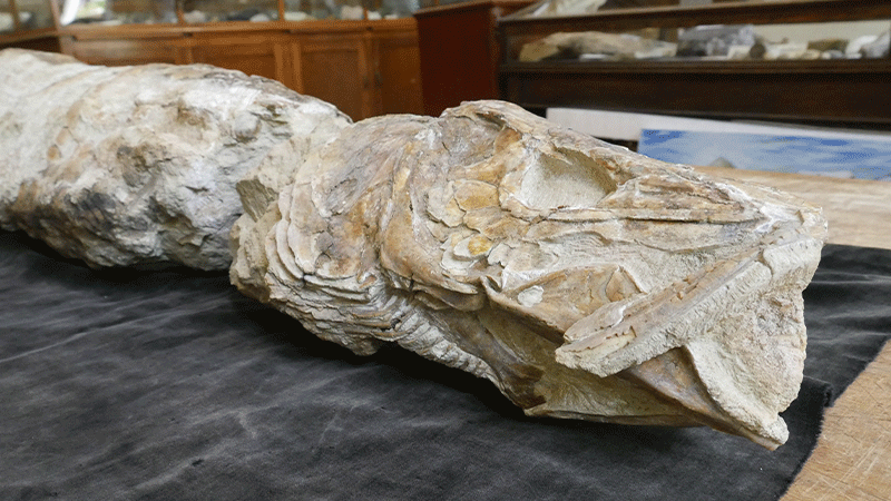 close up of a fossil fish head