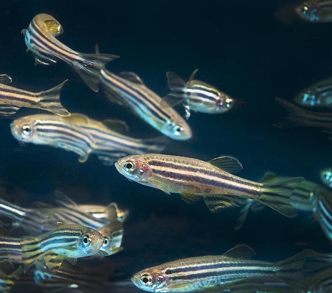 Zebrafish school
