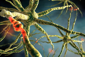 Image of Neurons. 