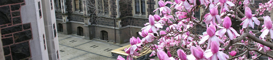 Trees flowering on campus
