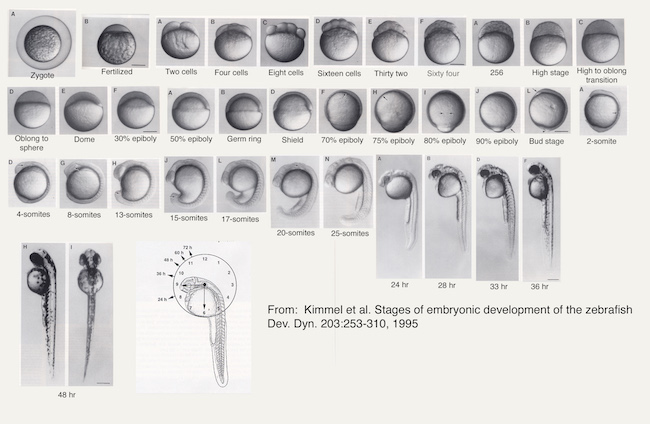 Zebrafish development stages