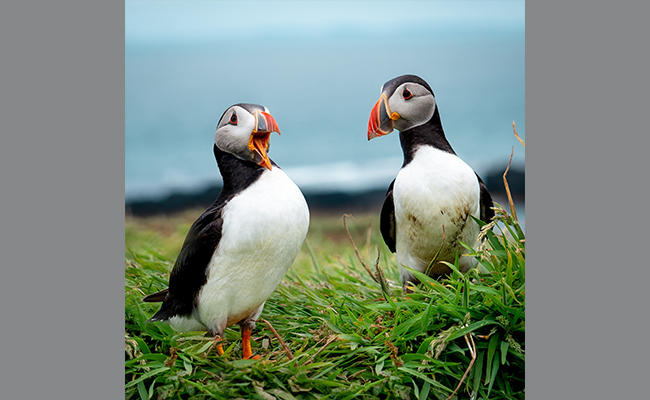 Puffins - photo comp 2023 - image