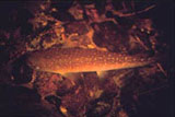 Kokopu Fish Research (Galaxias argenteus)