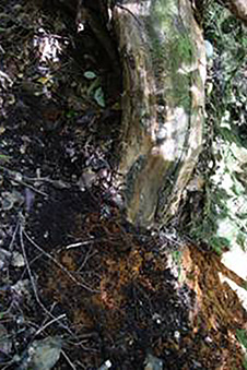 Fig74 Trunk of a tree fushia Root Image 1x
