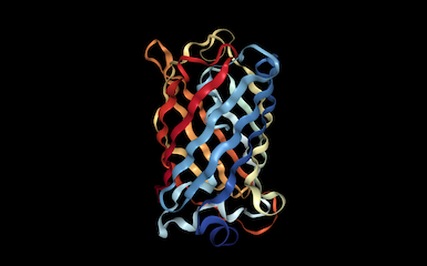 Cartoon of green fluorescent protein.