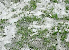 Grass growing in cracked surface of gold mine tailings