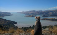 Freya enjoys the view of Lyttleton Harbour<br />Photo: Zoe Ward