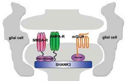 SHANK3 protein holding other proteins in place within the post-synaptic membrane of a neuron