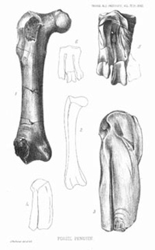 Illustrations of penguin bones produced for James Hector's 1872 article on fossil penguins.
