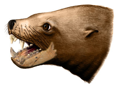 Pelagiarctos thomasi head reconstruction with fossil jaw shown. Drawn by Bobby Boessenecker.