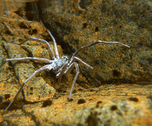 A sinister swimming companion guarding an outcrop of peridotite. Red Hills, Mt Richmond Forest Park.