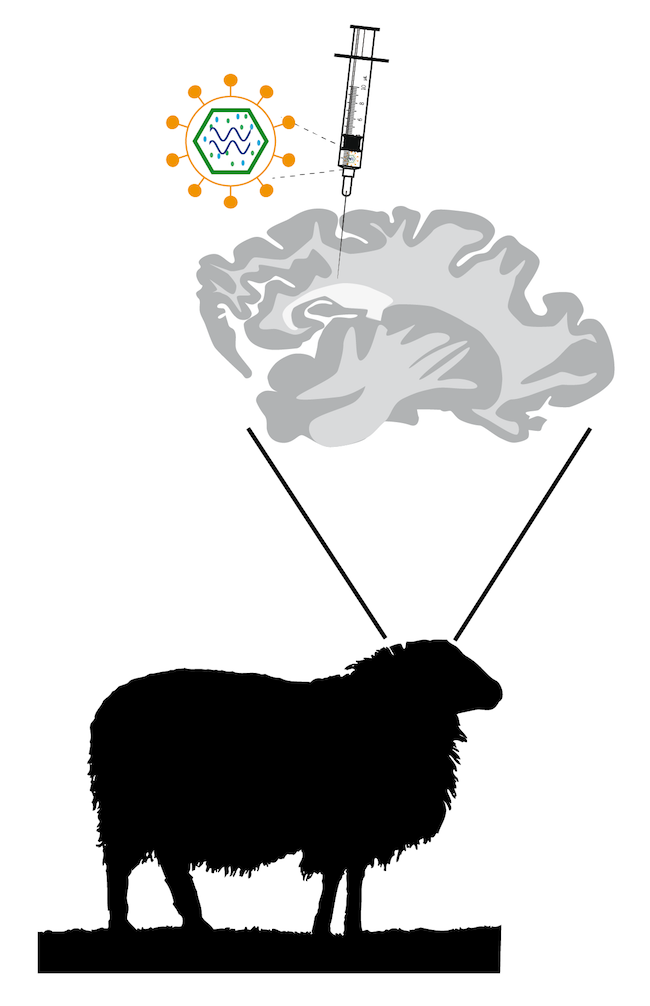Diagram indicating how the gene therapy virus is injected into the brain of a sheep with Batten disease.