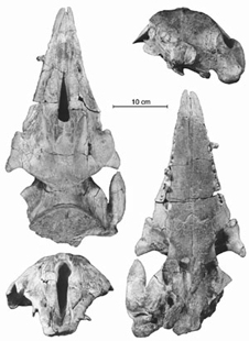 Simocetus rayi skull from above (dorsal) in upper left, below (ventral) in lower right, posterior (upper right), and anterior or front (lower left)