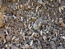 Many extracted teeth partially buried in sandy dirt image