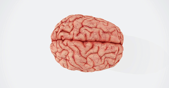 image of a brain