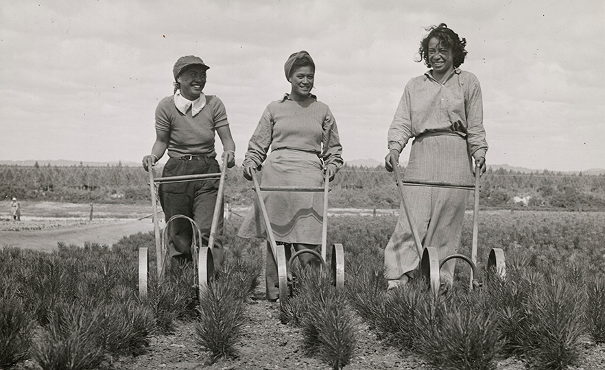 Young Maori women tending forestry seedlings image