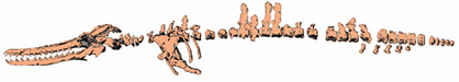 Skeleton of the squalodontid Phoberodon arctirostris (Early Miocene)