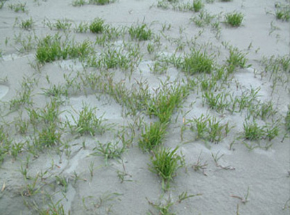 Close up of above, note the patchy distribution of plants because of wind effects.
Photo: Oceana Gold