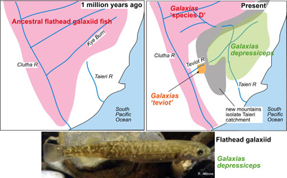 Development of some different species of native freshwater galaxiid fish in east and central Otago.