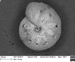 Pristine benthic foram Astrononion novozealandicum, recovered from the entrance to Bligh Sound, Fiordland.