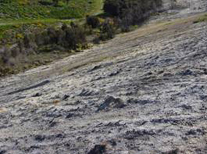 Unvegetated waste rock at Wangaloa coal mine. The white quartz conglomerate contains pyrite, which oxidizes and acidifies the surface and drainage waters. The acid substrate inhibits revegetation. (pH hear near 2)