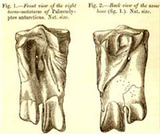Huxley's original illustration of the ankle bone is reproduced here of Palaeeudyptes antarcticus. The left figure shows a front view; the right figure, the back view. One trochlea, or projection for a toe, is missing – from the right side of the front view.
