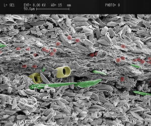 Varved lake sediment from the early Miocene Foulden Maar, Otago. Summer/spring laminae consisting of siliceous frustules of pennate diatoms alternating with an autumn/winter lamina of fine organic detritus, centric diatoms (yellow), sponge spicules (green), and algal resting spores (red). Colors in this SEM image are artificial.