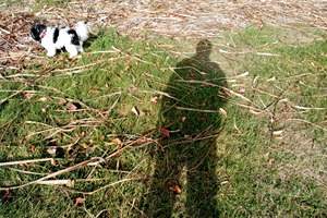 Shadow of man with walking stick and dog