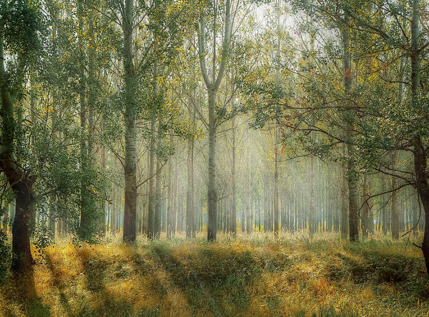 image of forest with sunlight breaking through trees